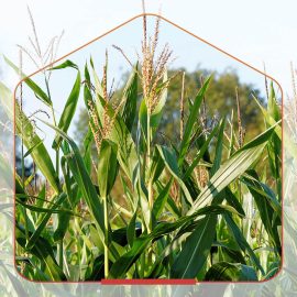 Bio-Ethanol