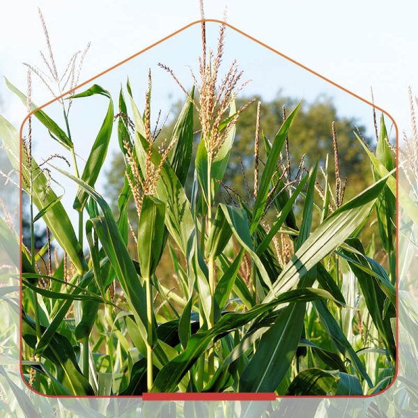 Bio-Ethanol